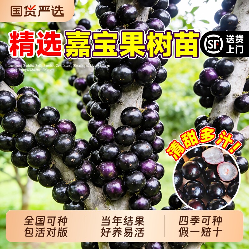 正宗四季嘉宝果苗树树葡萄沙巴果树阳台庭院种植盆栽结果老桩