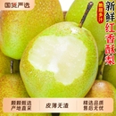精选 包邮 脆甜红香酥梨当季 新鲜水香梨雪时令孕妇水果整箱现摘