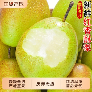 脆甜红香酥梨当季新鲜水香梨雪时令孕妇水果整箱现摘包邮年货节