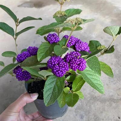 紫珠盆栽多年生耐热耐寒阳台庭院观果植物盆景花园别墅种植好养活