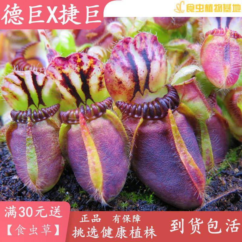 德国巨人X捷克巨人土瓶草【食虫植物陆缸微景盆栽捕虫草造景观】,鲜花速递/花卉仿真/绿植园艺,食虫植物,淘宝优惠券,粉丝福利购,淘宝优惠卷