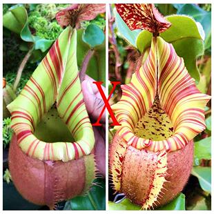 实生高地维奇猪笼草食虫植物漂亮可爱笼子稀有原种VeitchiiBario