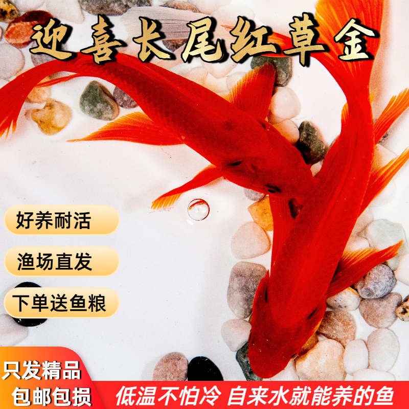 纯种凤尾大红草小金鱼锦鲤淡水观赏鱼苗冬季好养活自来水冷水活鱼