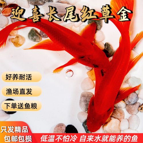 长尾草金鱼观赏活鱼好养耐活锦鲤