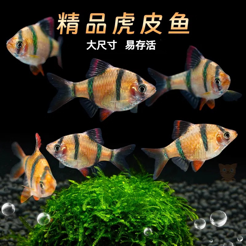精品虎皮鱼热带观赏鱼成年四间虎皮鱼群游灯鱼好养耐活新手宠物鱼