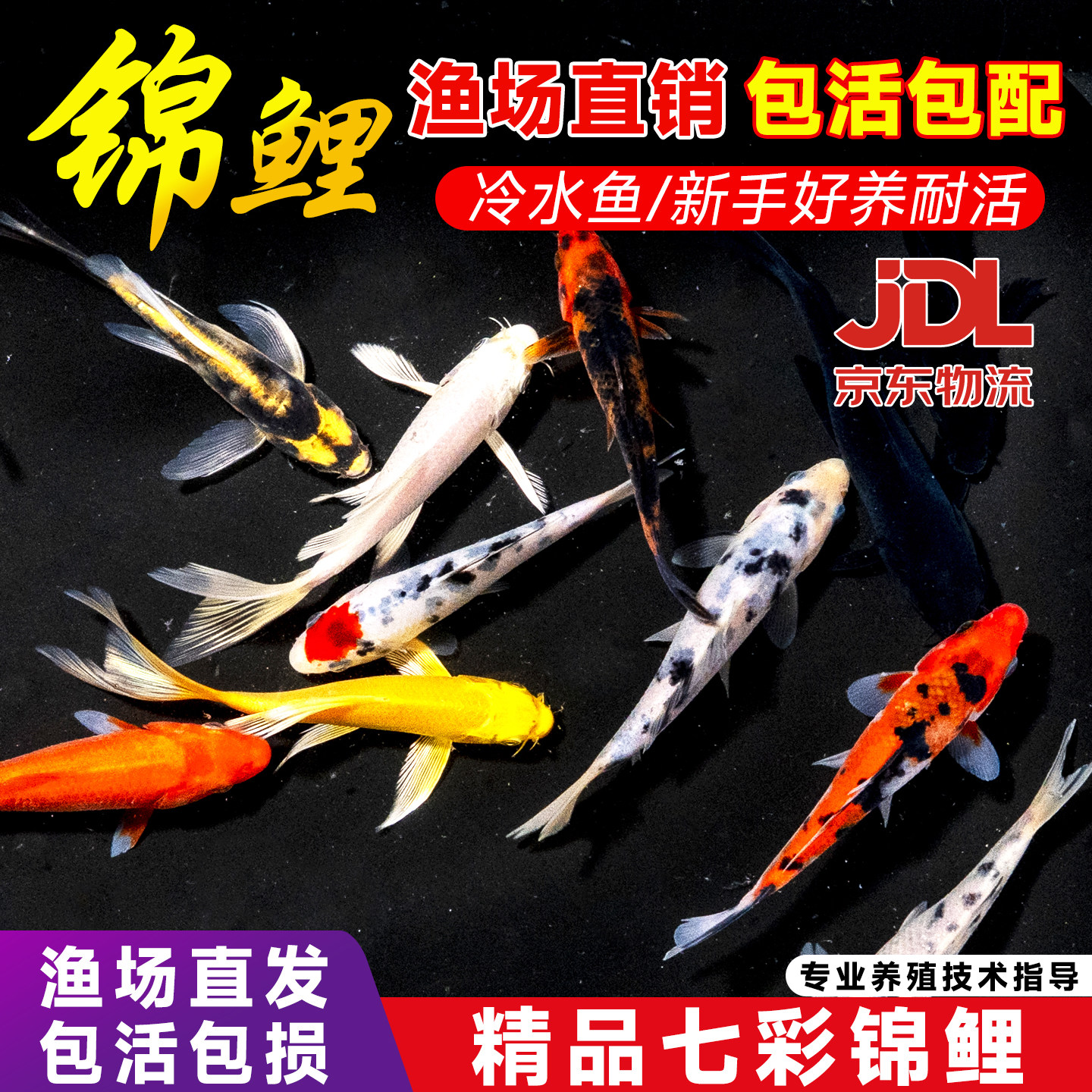 顺丰纯种锦鲤活鱼观赏鱼大型红白三色好养耐活淡水小金鱼冷水鲤鱼