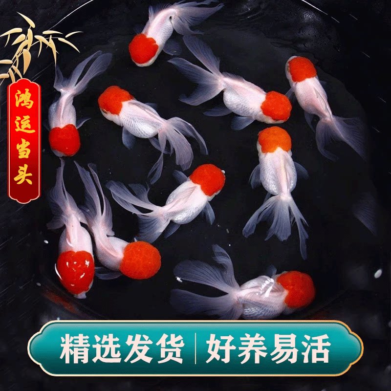金鱼活鱼观赏鱼鸿运当头金鱼鹤顶红狮子头鱼苗淡水好养耐活冷水鱼