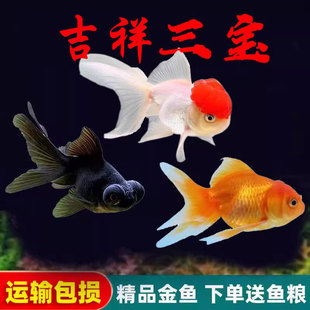 金鱼活鱼观赏鱼丹顶鱼好养耐活狮子头鸿运当头鱼缸冷水小金鱼鱼苗
