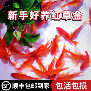 草金鱼活鱼观赏鱼锦鲤鱼苗淡水鱼冷水鱼小型耐活活体小金鱼红草金