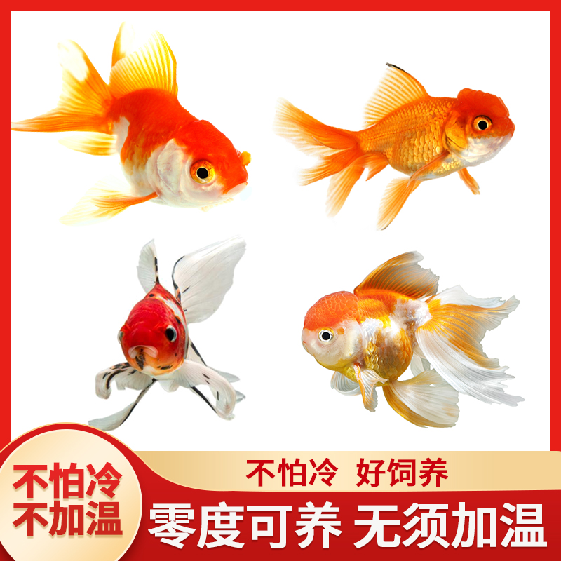 金鱼活鱼苗观赏鱼冷水小金鱼狮子头丹顶龙睛好养耐活自来水草金鱼