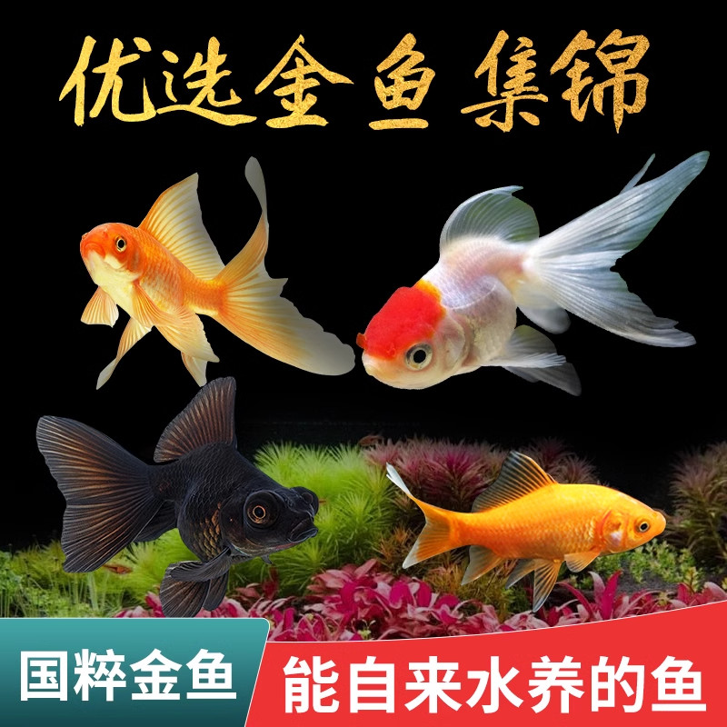 小金鱼好养耐活适合新手观赏鱼