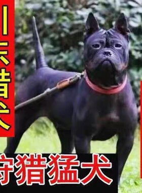 川东猎犬幼犬小狗邻水大狗短毛猛犬虎头犬大型犬猛犬狩猎犬混血犬