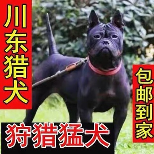 川东猎犬幼犬小狗邻水大狗短毛猛犬虎头犬大型犬猛犬狩猎犬混血犬