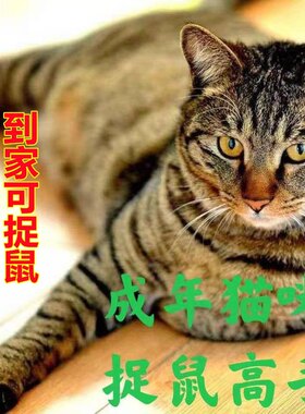 小猫咪活体田园猫宠物家养猫咪活体幼猫橘猫活体非领养猫咪活物猫