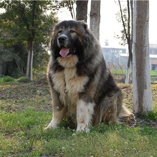 高加索犬大骨架幼犬火麒麟大型猛犬田园中华高加索幼犬护卫犬霸气