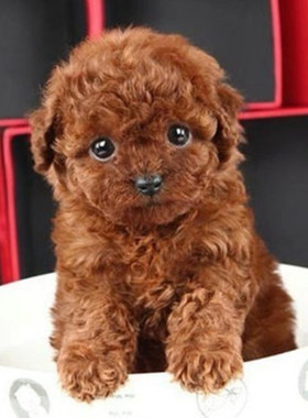 纯种泰迪幼犬长不大的茶杯泰迪犬贵宾犬灰色白色泰迪幼犬宠物狗狗