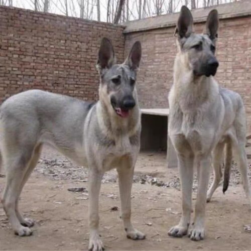 狼青幼犬活体家养昆明犬宠物狗狗幼崽黑狼青犬看家护院大型犬