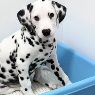 斑点狗幼犬活物斑点犬大麦町犬幼犬狗崽斑点狗家养活体混血宠物狗