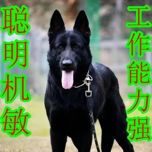 纯种马犬幼犬活体猎犬猛犬双血统比利时马犬警犬工作犬看家护院狗
