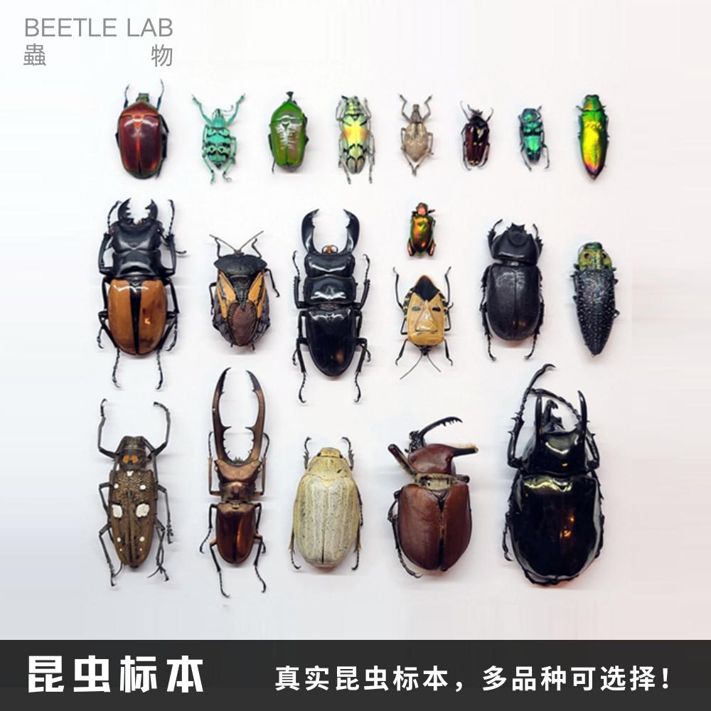 【昆虫标本】甲虫锹甲金龟兜虫天牛DIY手工教学科普昆虫标本原虫