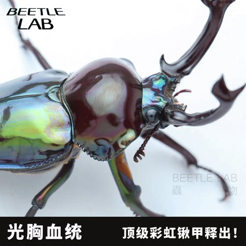 【光胸彩虹】镜面血统彩虹锹甲皮卡活体成虫幼虫光王紫