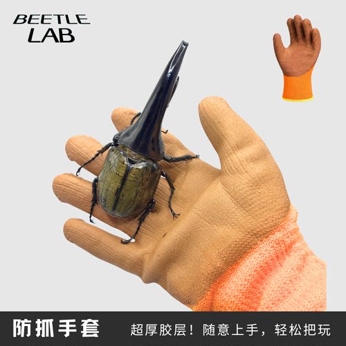 甲虫防抓乳胶上手成幼虫专用手套