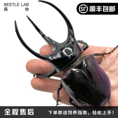 南洋大兜虫兜虫宠物甲虫虫物