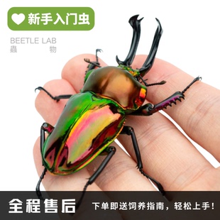 【彩虹锹甲】锹甲宠物甲虫昆虫成虫幼虫活体独角仙新手儿童
