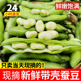 云南胡豆新鲜现摘带壳蚕豆当季农家蔬菜毛豆青罗汉豆兰花佛南豆9