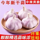 精选山东优质新干蒜头紫皮大蒜新鲜批发特大头红皮蒜 万人购