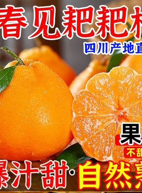 正宗四川春见耙耙柑新鲜水果当季整箱粑粑柑丑八怪杷杷柑桔采摘