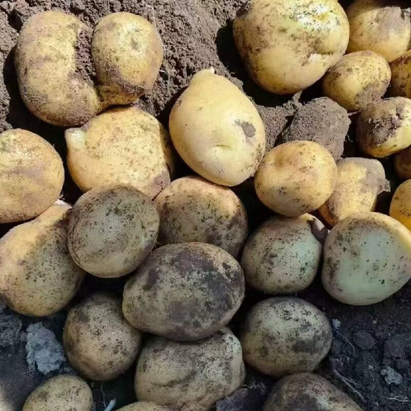 当季现挖正宗黄心土豆农家自种蔬菜黄心洋芋新鲜现挖马铃薯