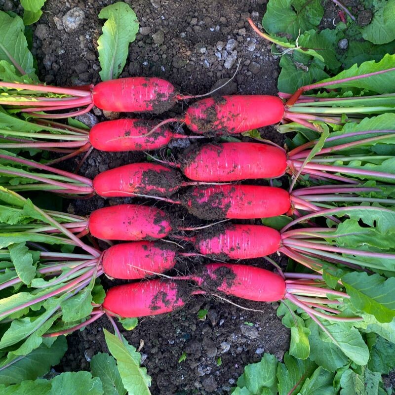 新鲜红皮萝卜农家自种蔬菜现摘现发炒菜泡萝卜包白心泡菜挑夫果蔬