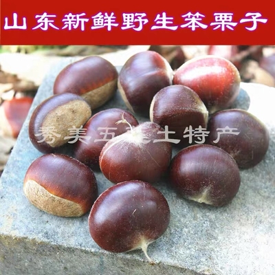 板栗新鲜正宗山东生板栗老树油栗新货生栗子婚用板栗开口大板栗