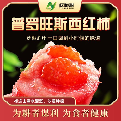 甘肃沙漠普罗旺斯西红柿沙地种植