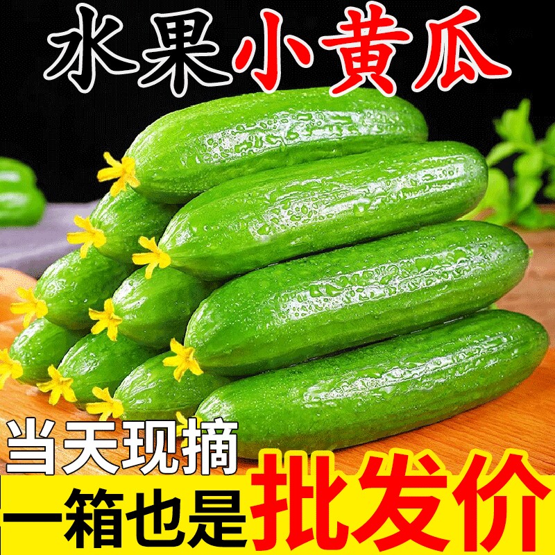 山东现摘水果小黄瓜新鲜青瓜山东蔬菜生吃5斤东北当季非海阳白玉