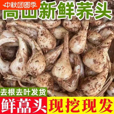 现挖藠头新鲜荞头教头茭头炒菜食用泡菜凉拌泡酸四川农家自种蔬菜