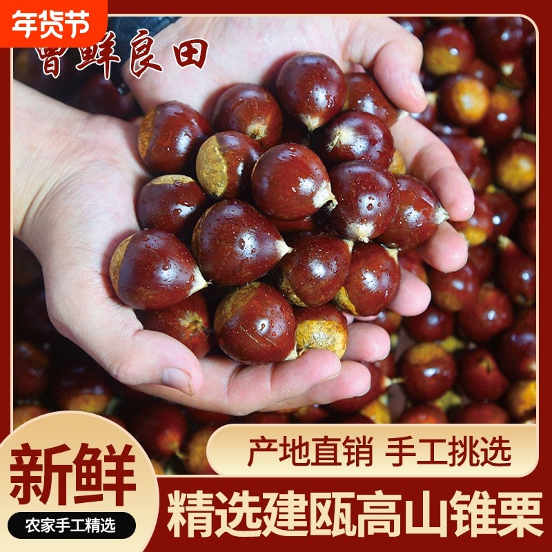 2025年正宗福建建瓯锥栗生新鲜油栗板栗野生小毛栗圆栗子农家精挑