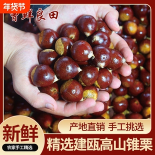 2025年正宗福建建瓯锥栗生新鲜油栗板栗野生小毛栗圆栗子农家精挑
