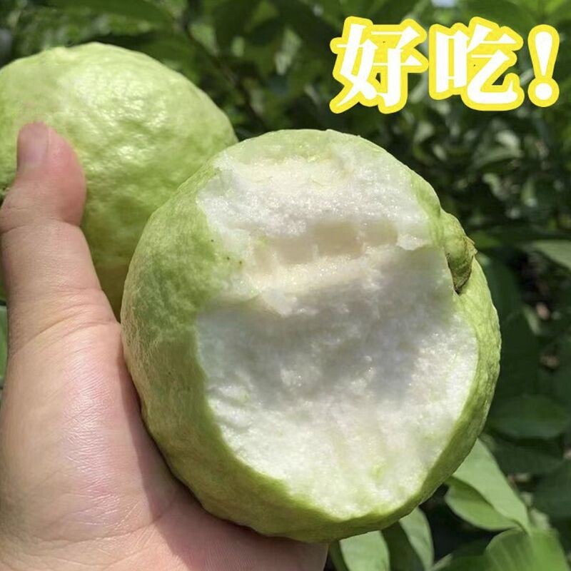 广东现摘特产白心芭乐脆甜爽口番石榴热带孕妇新鲜采摘低糖分水果