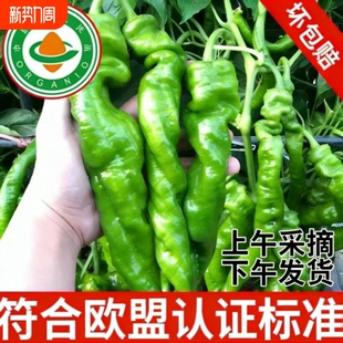 薄皮螺丝椒新鲜香辣辣椒蔬菜产地直发螺旋椒有机辣椒 有机认证