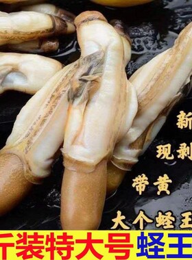 蛏子鲜活冷冻蛏王肉竹节蛏子王蛏子海鲜水产贝类新鲜海鲜水产生鲜