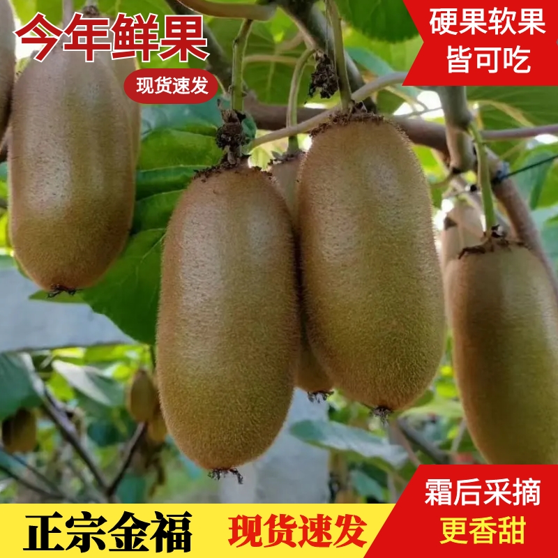 陕西周至正宗金福猕猴桃新鲜当季水果纯甜绿心奇异果硬果即食礼盒