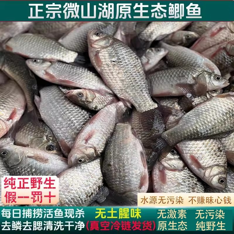鲫鱼新鲜正宗微山湖区原生态现杀水产鲜活下奶月子炖汤冷冻整条