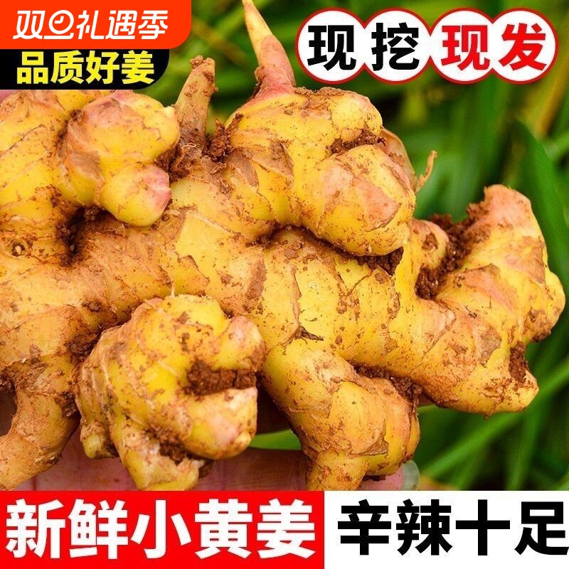 正宗云南新鲜小黄姜生姜干老姜嫩姜土姜子姜高山沙姜5斤批发包邮