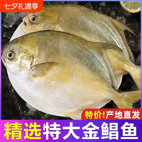 新鲜冷冻特大金鲳鱼鲜活金昌鱼冰鲜海鱼海鲜水产深鲳鳊平鱼海晶鱼
