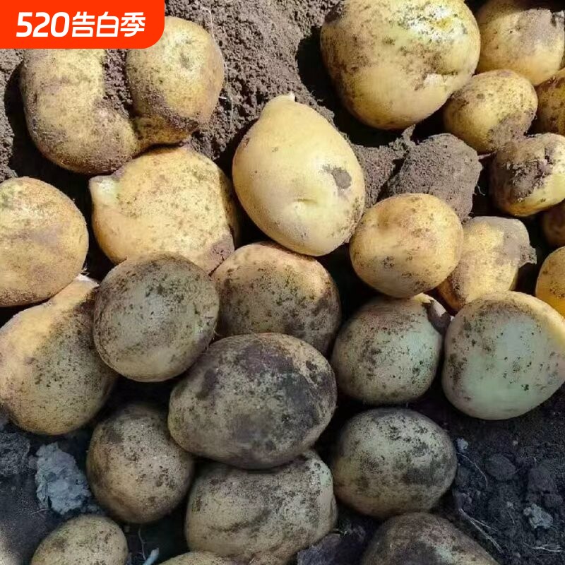 当季现挖正宗黄心土豆农家自种蔬菜黄心洋芋新鲜现挖马铃薯