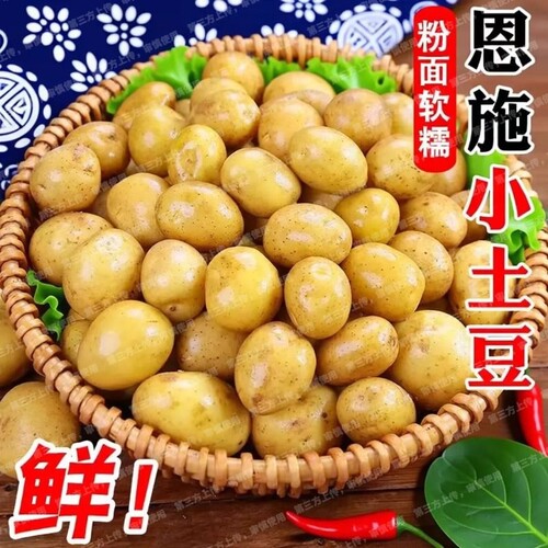 正宗恩施迷你小土豆新鲜农家土豆蔬菜黄心现挖洋芋黄皮马铃薯批发