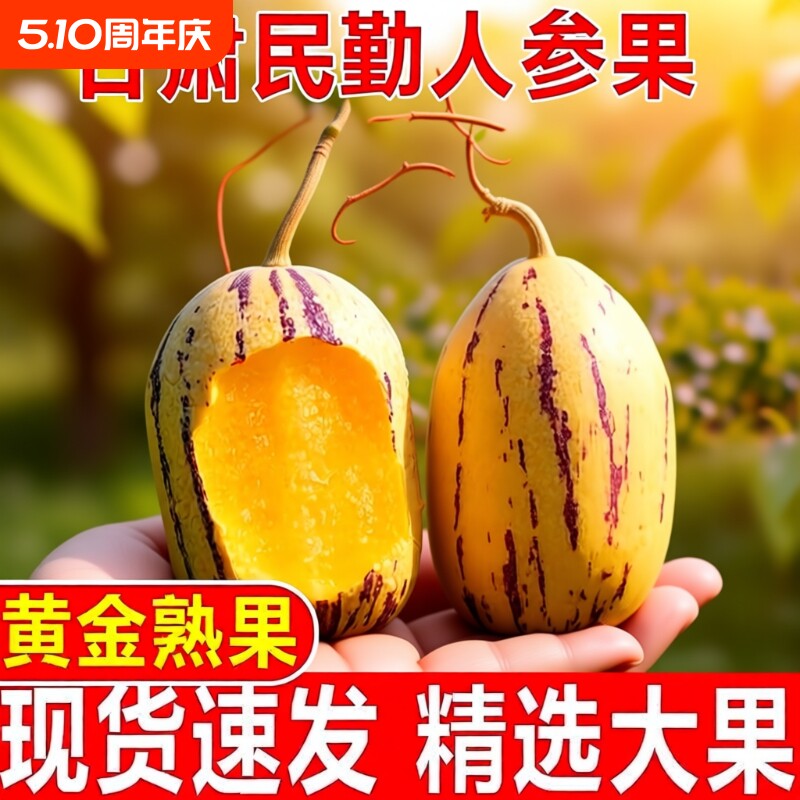 沙漠水果甘肃民勤人参果黄肉大果人生果低糖应季树上熟老年人新鲜