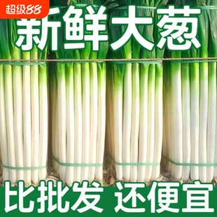 新鲜大葱铁杆长葱正宗山东香葱头当季蔬菜去半叶带皮直供